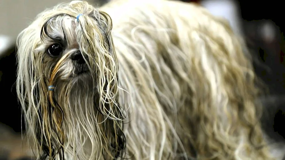 Chinese Crested Hairy dog