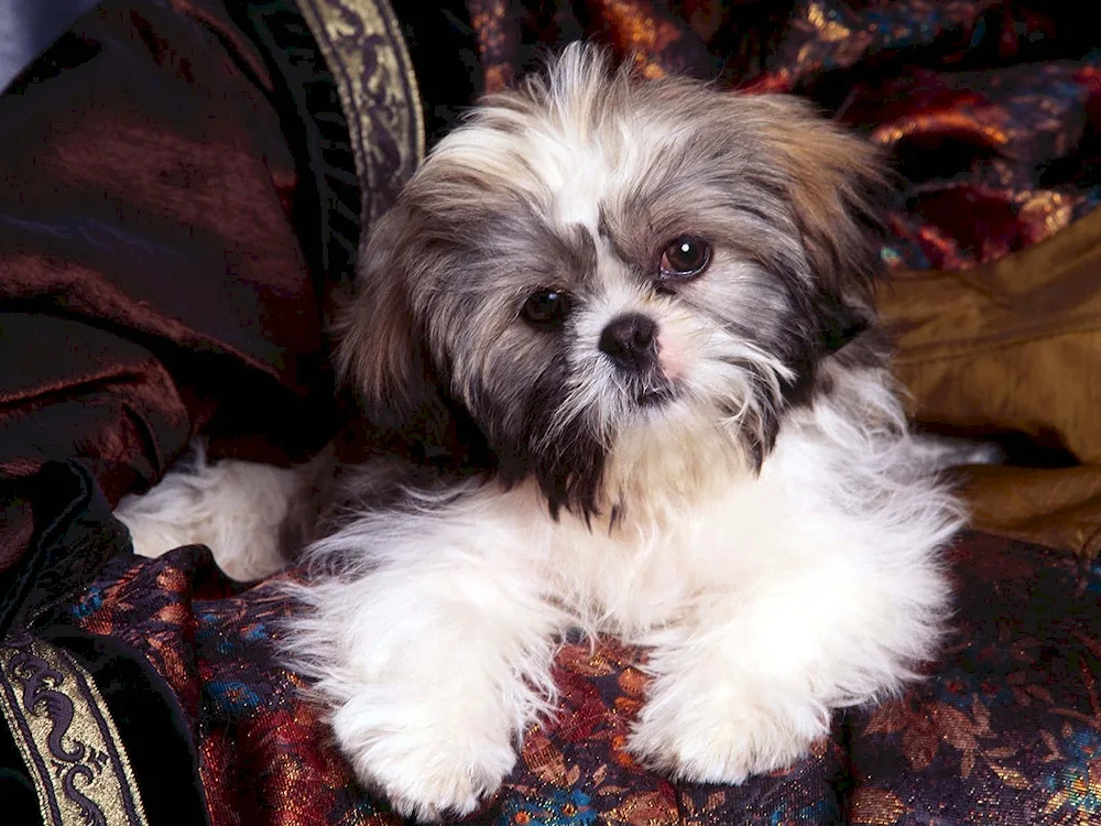 Shih- Tzu