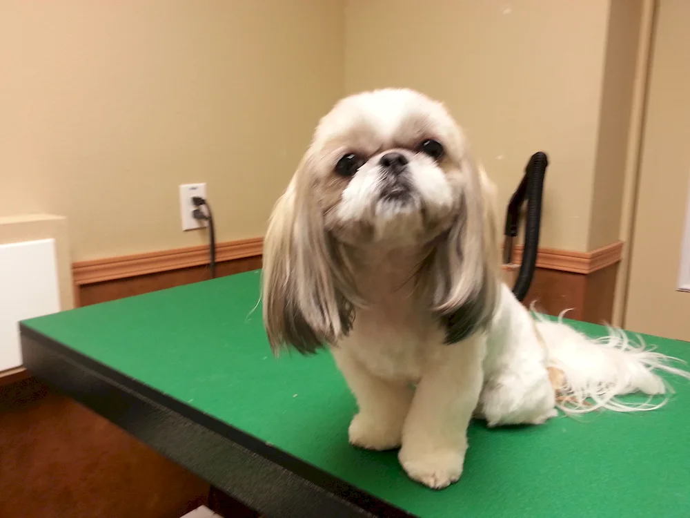 Shi tzu