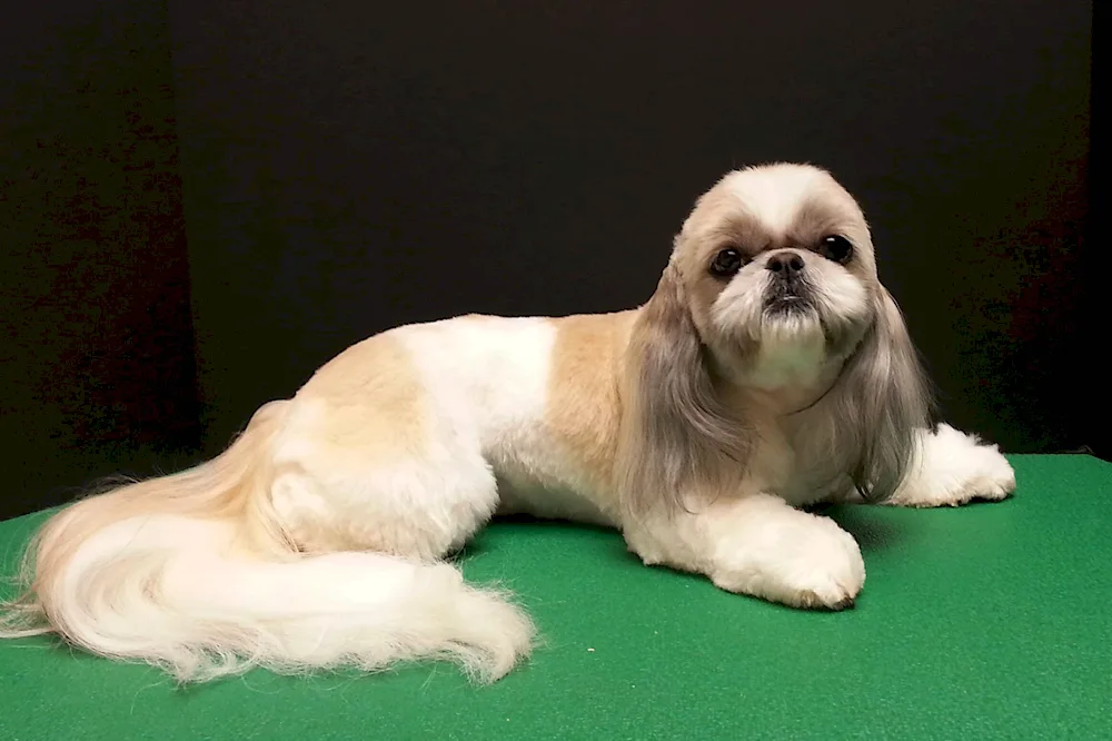 Shi tzu