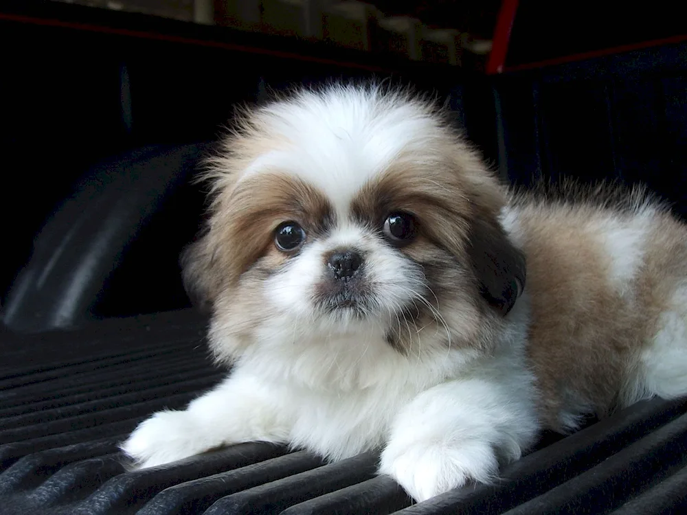 Carol Pekingese white