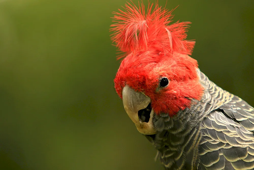 The helmeted cockatoo