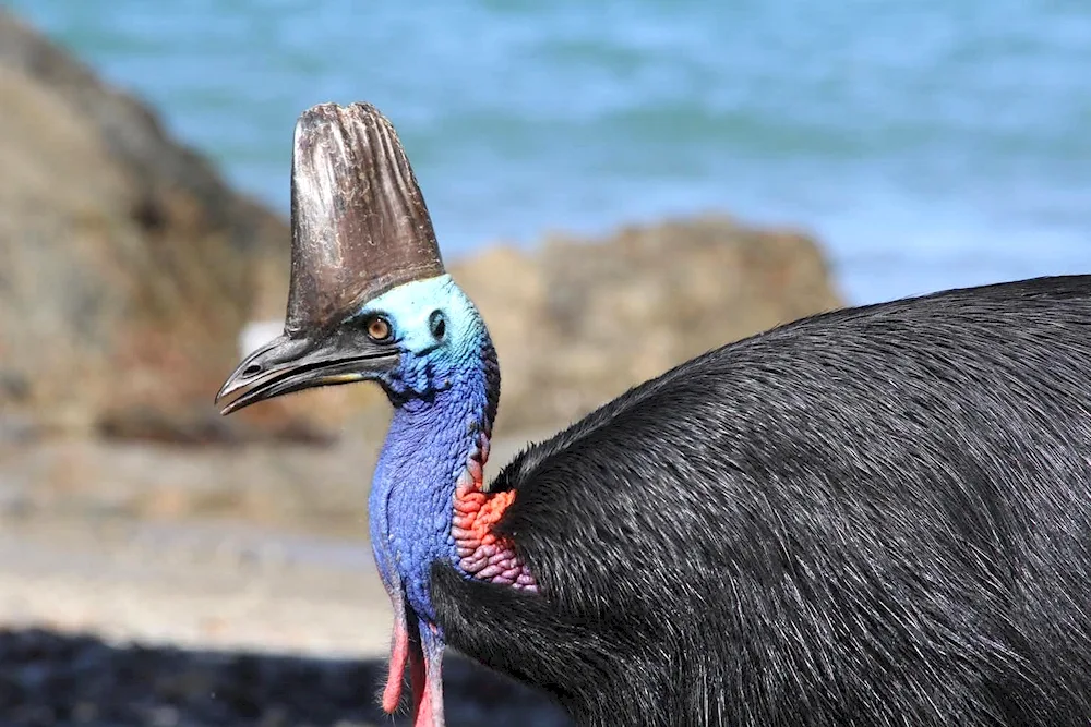 Shelmet-billed cazooar