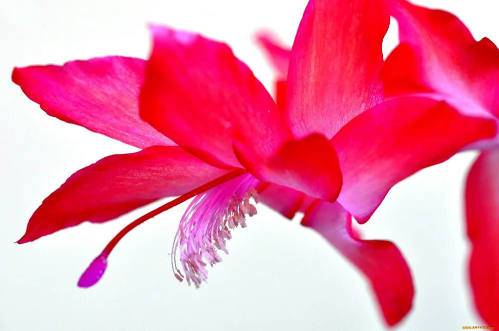 Schlumbergera Pink Rose