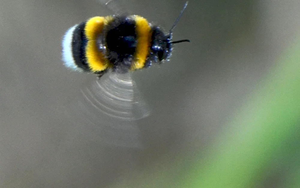 Saffron Bumblebee