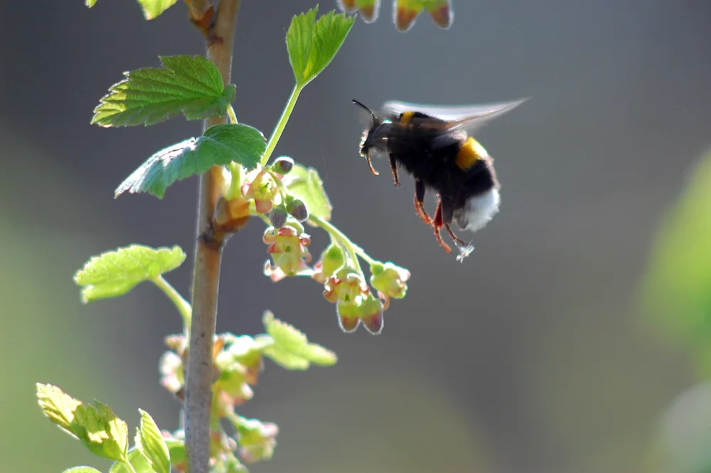 Bumblebee