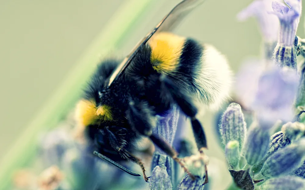 Saffron Bumblebee. Bumblebee