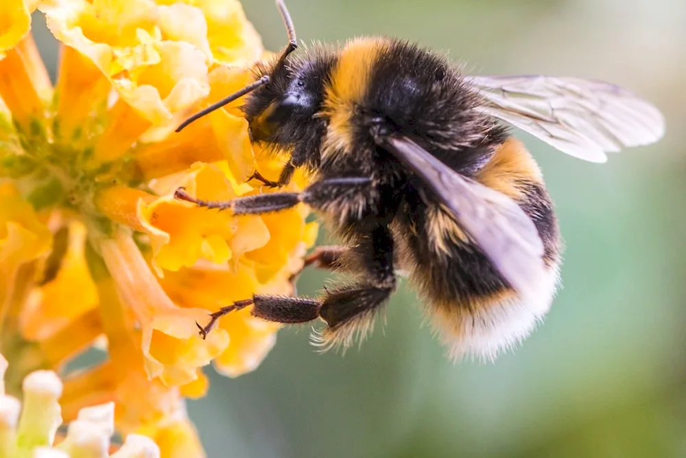 Bumblebee in flight