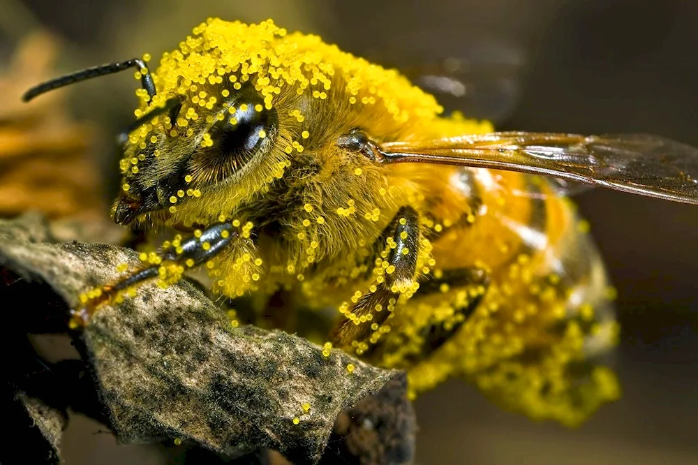 Beee pollen