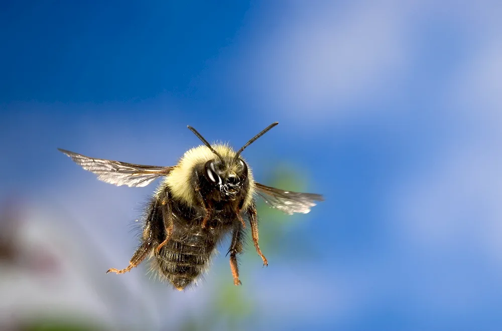 Bumblebee pollinates apple trees