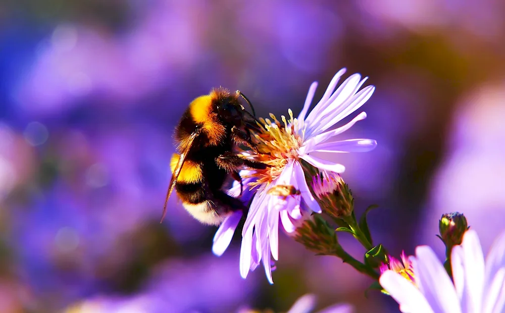 Saffron bumblebee