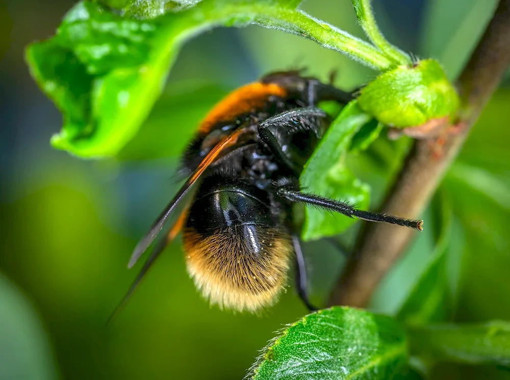 Carpenter bee