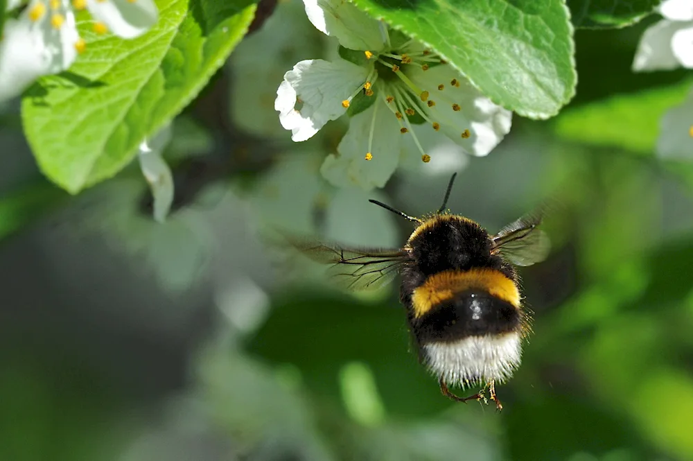 Dwarf honeybees