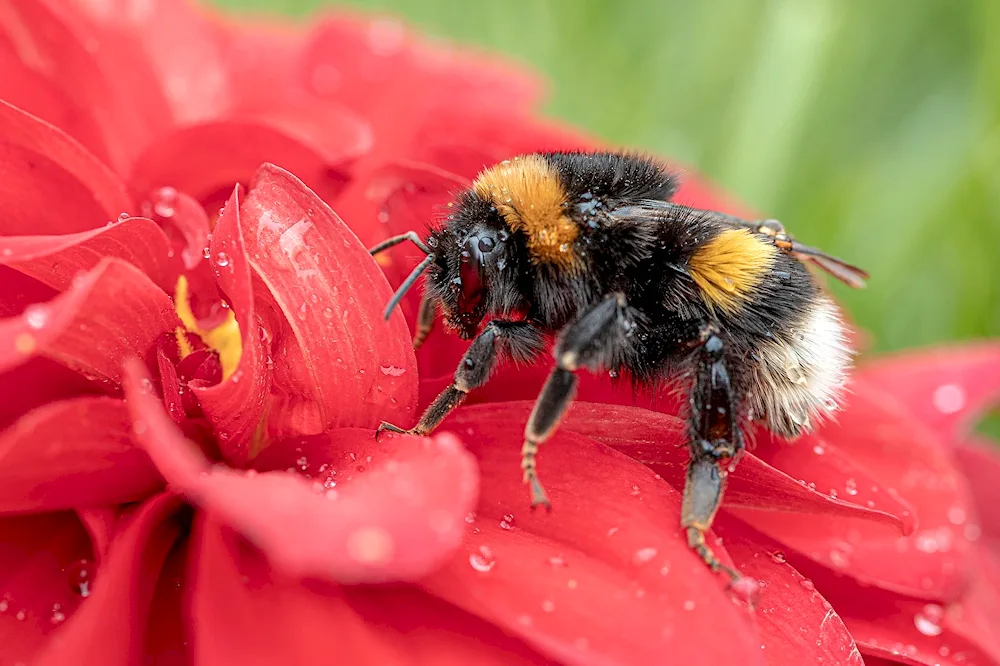 Bumblebee insect