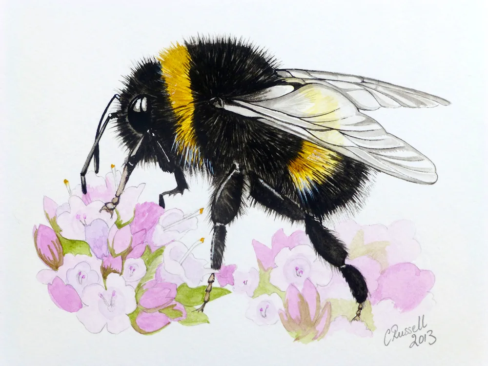 Bumblebee drawing