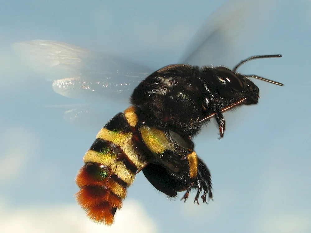 Bumblebee- hermit Bombus anachoreta