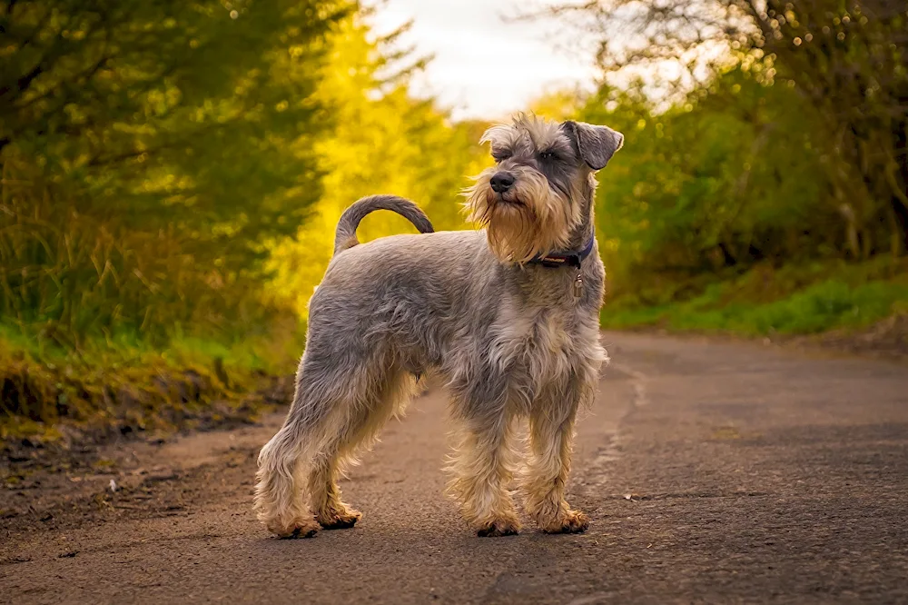 Yorkshire terrier