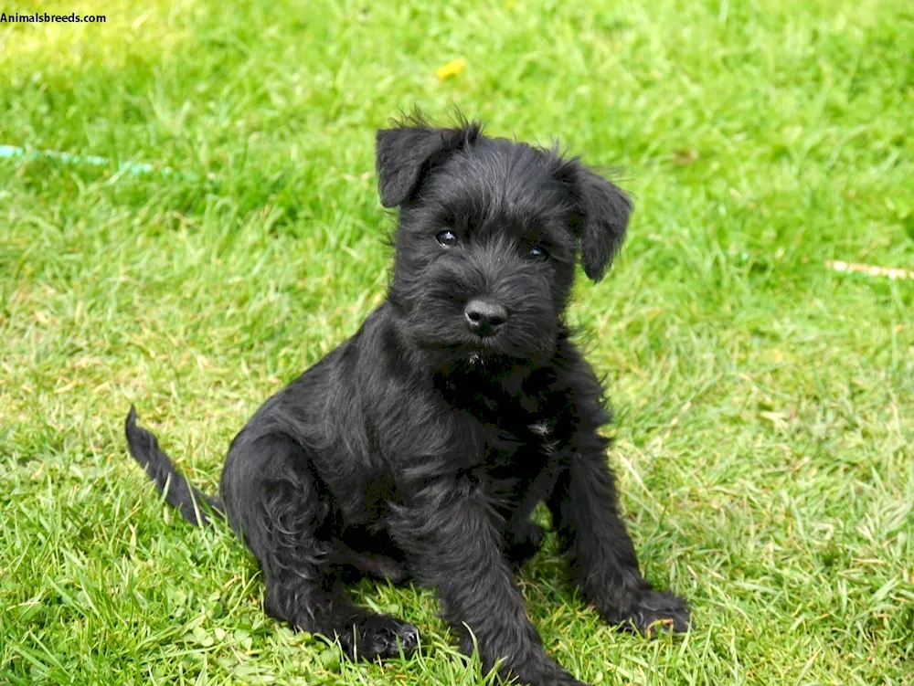 Schnauzer terrier