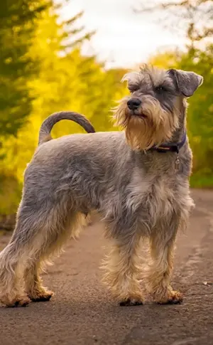 Schnauzer Terrier