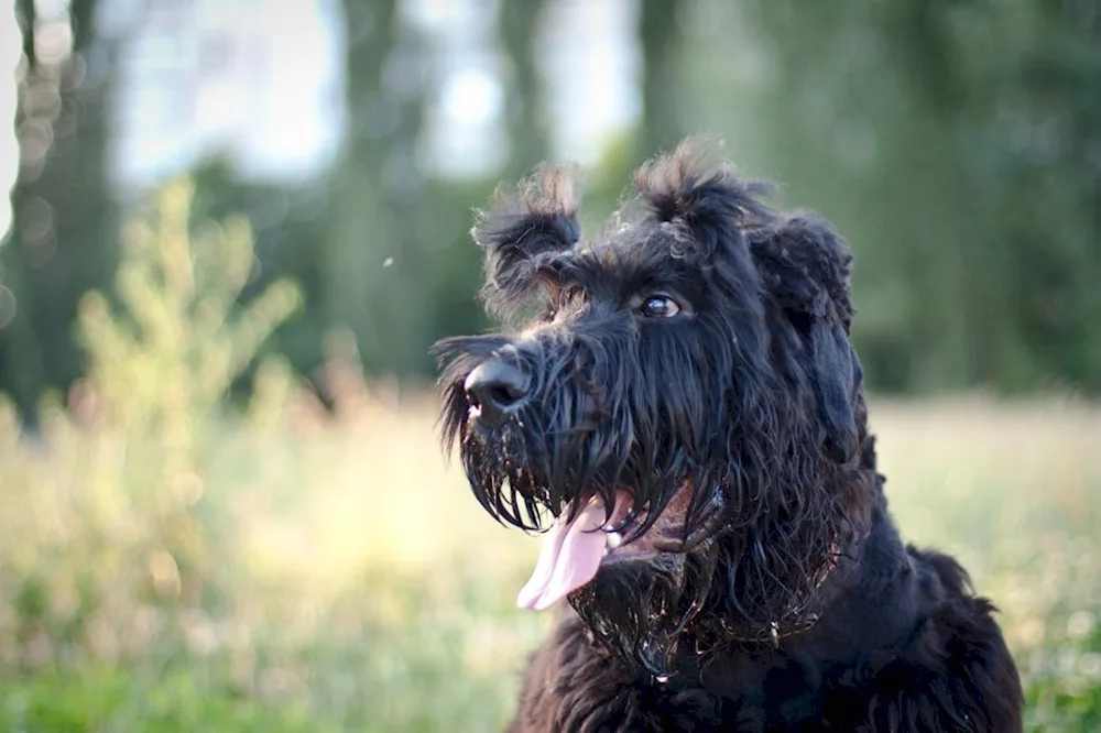 Schnauzer Terrier black