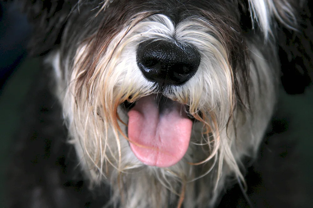 Schnauzer Zwerg shaggy