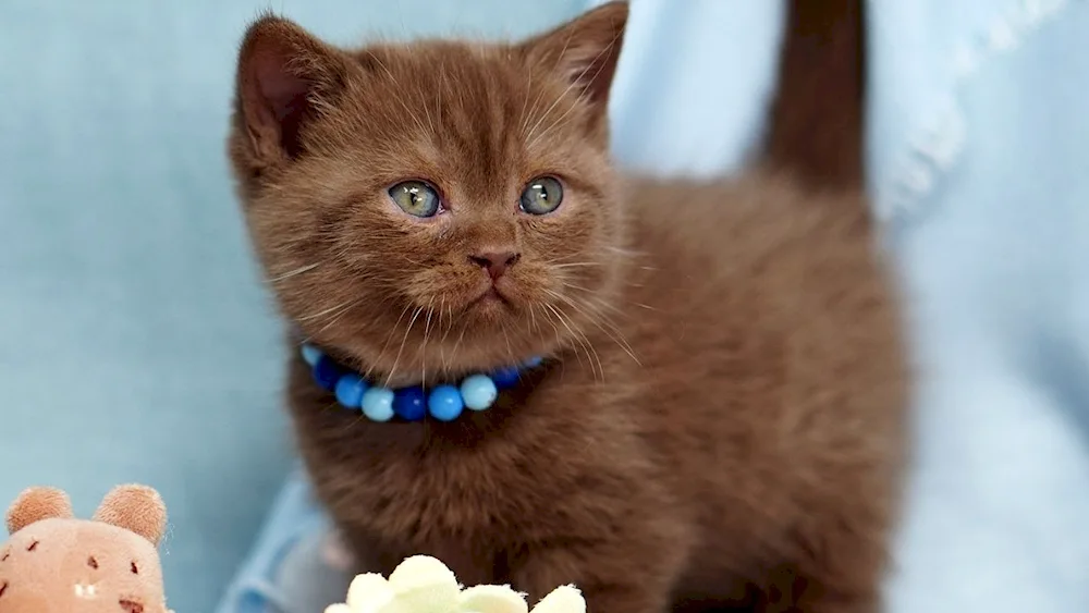 Chocolate British cat