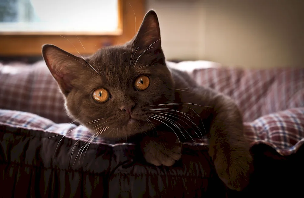 Chocolate British kitten