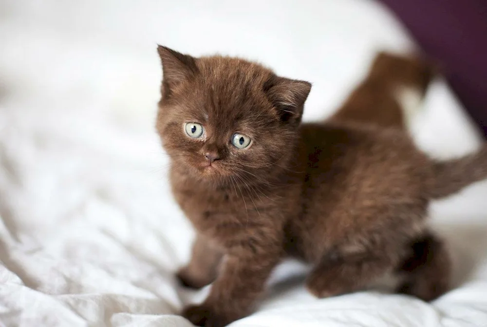 Chocolate British kitten