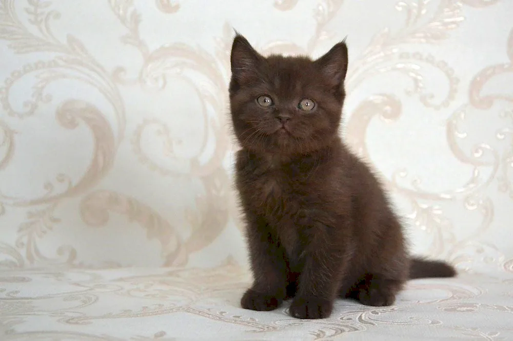 Chocolate British kitten