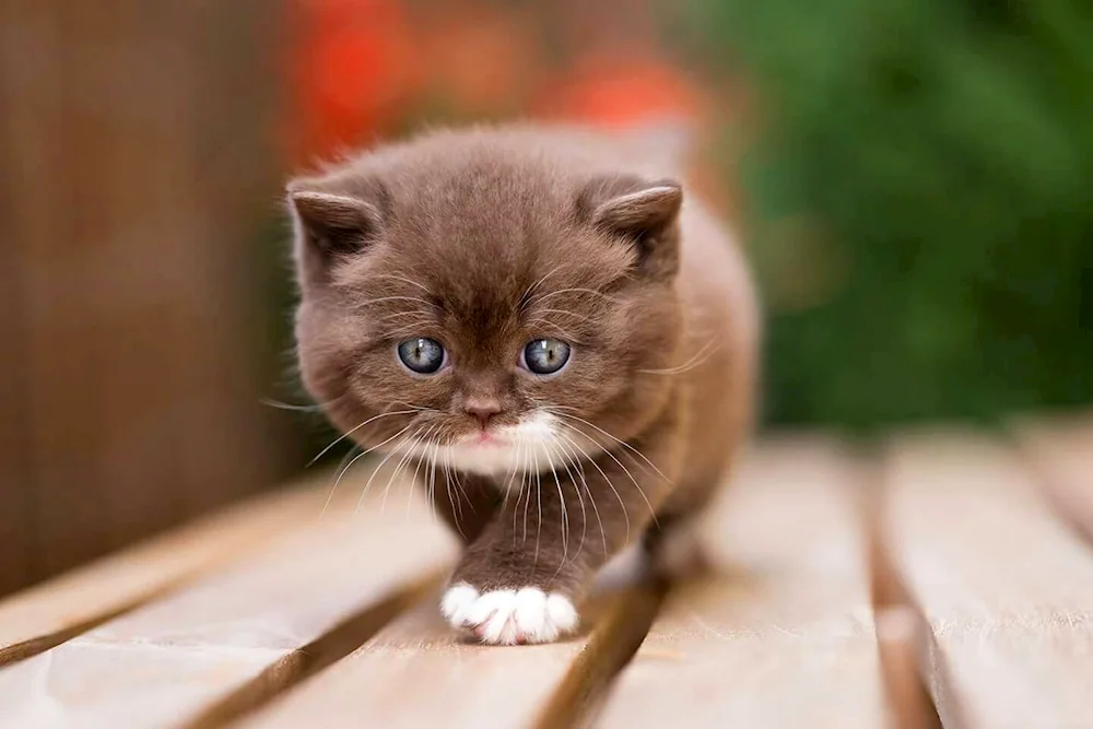 British cinnamon kittens