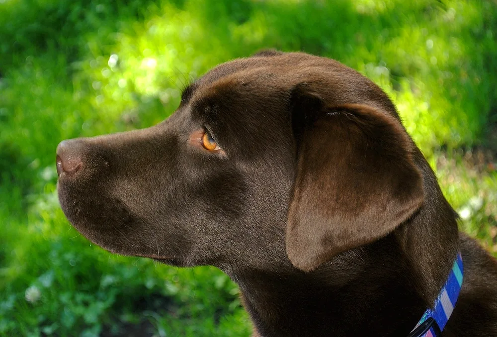 Chocolate Labrador