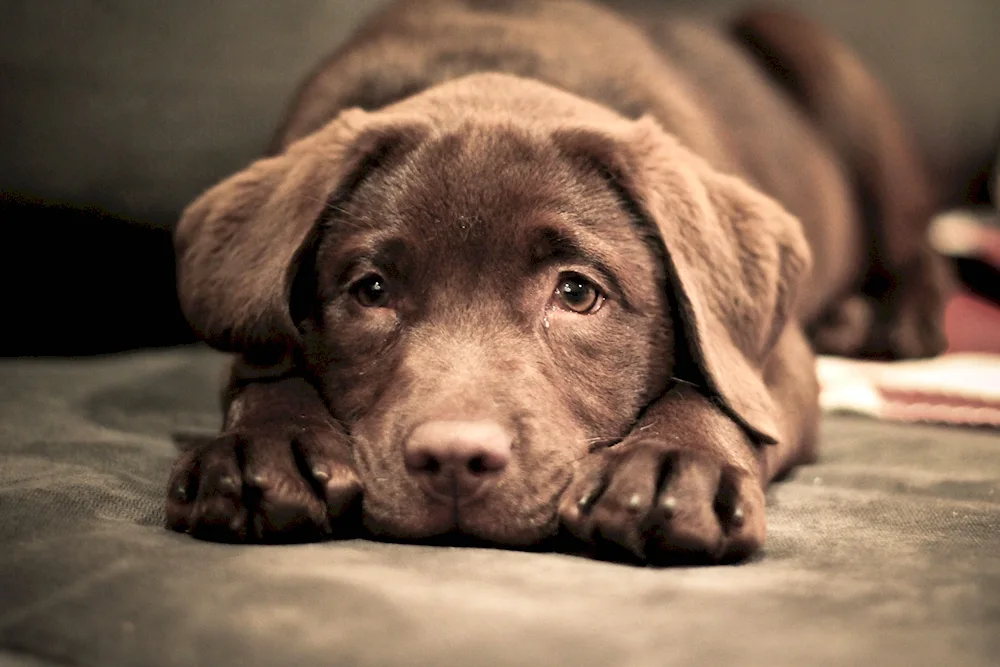 Chocolate Labrador