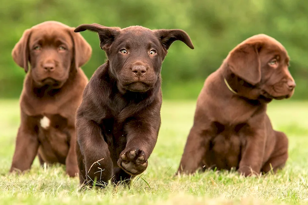 Labrador Retriever