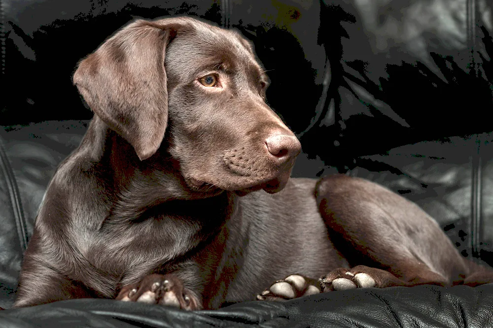 Chocolate Labrador