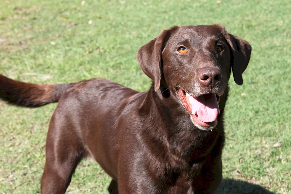 Labrador retriever chocolate