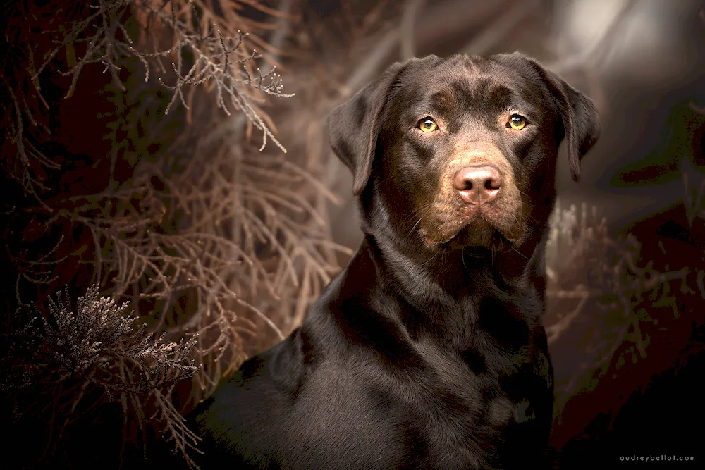 Chocolate Labrador