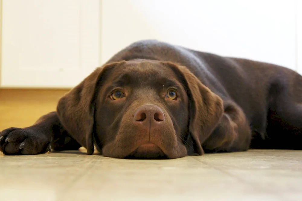 Chocolate Labrador