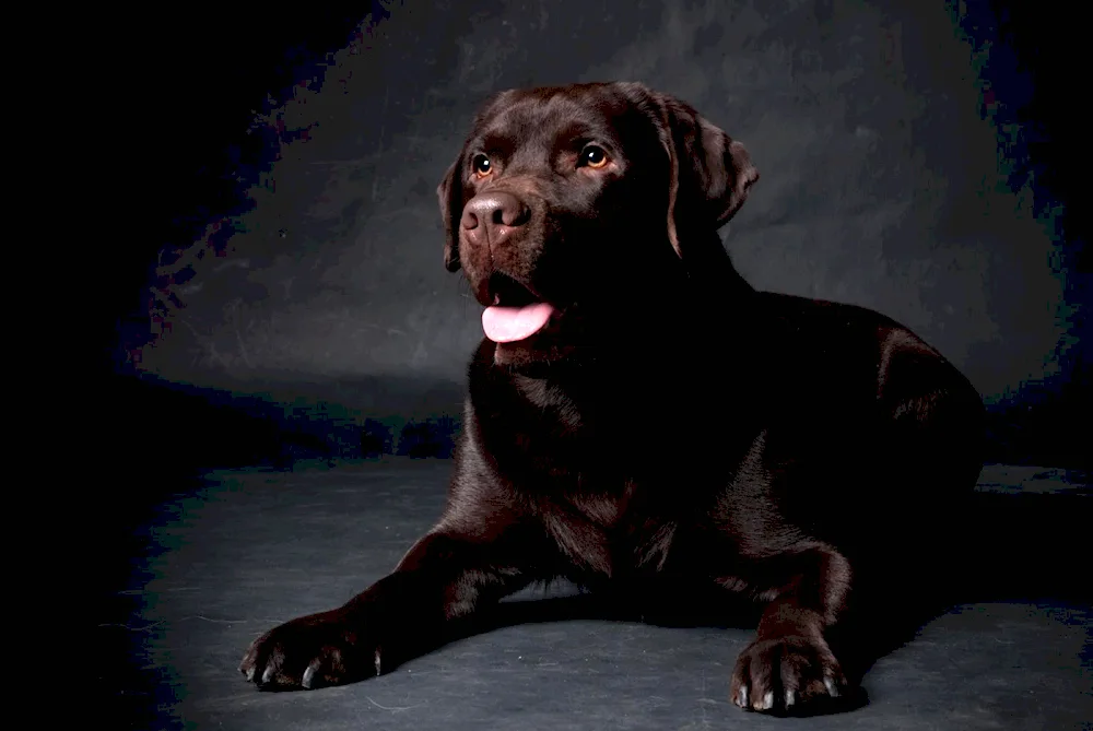 Chocolate Labrador Labrador Chocolate Labrador