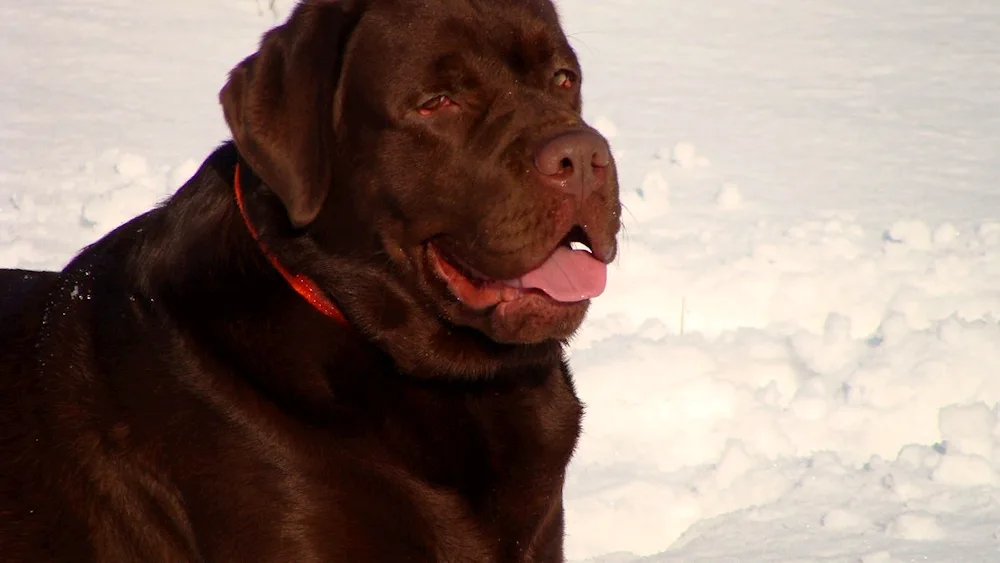 Labrador Retriever