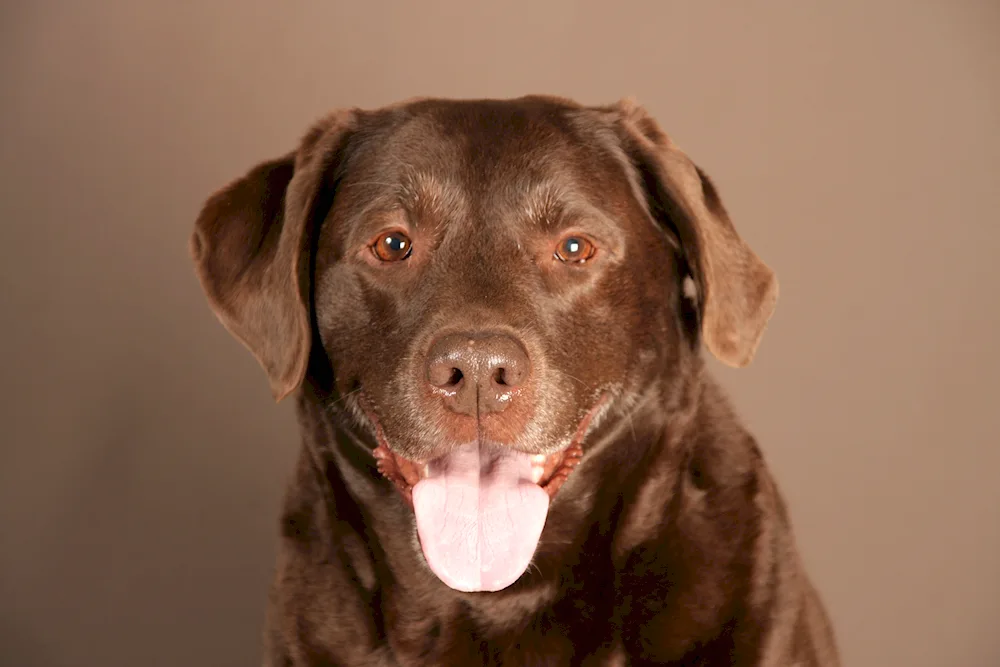 Labrador Retriever Chocolate