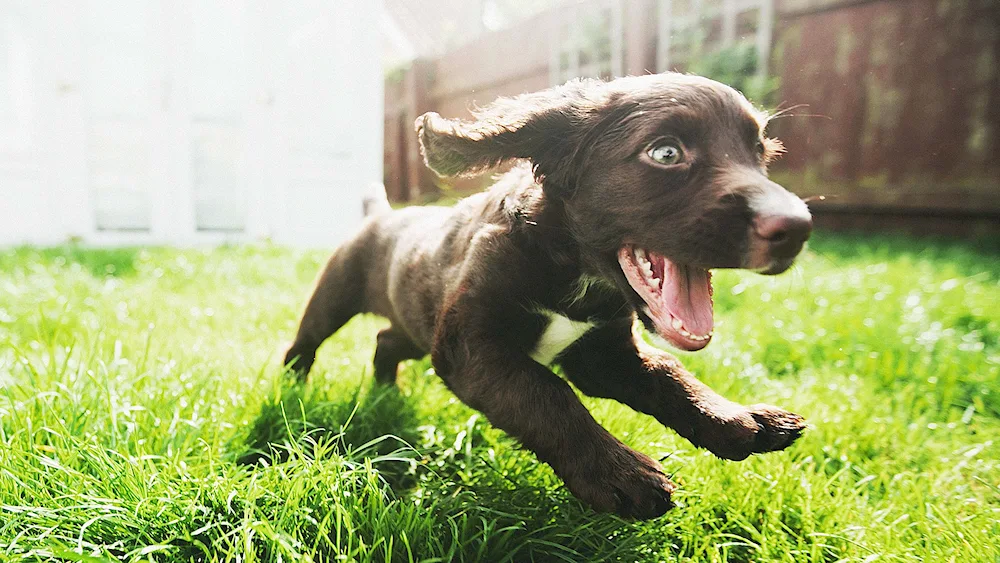 Chocolate Labrador running