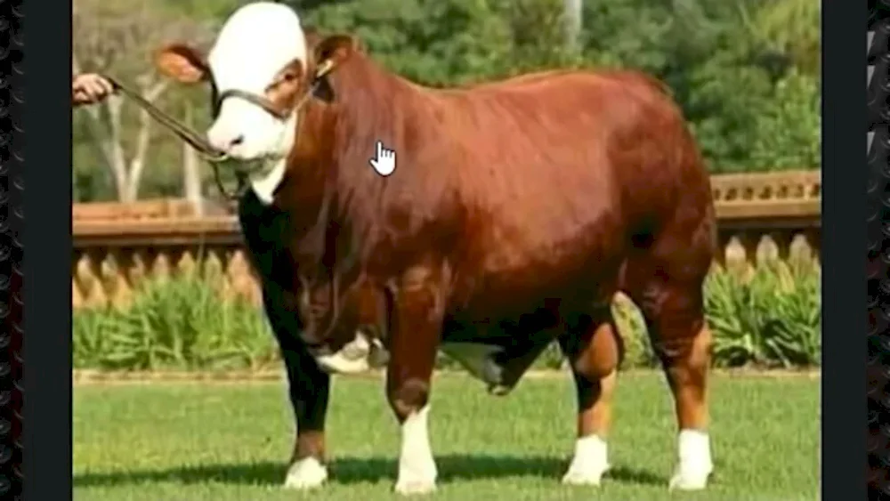 Shorthorn cow