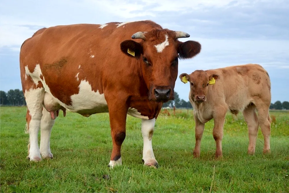 Shorthorn cattle breed