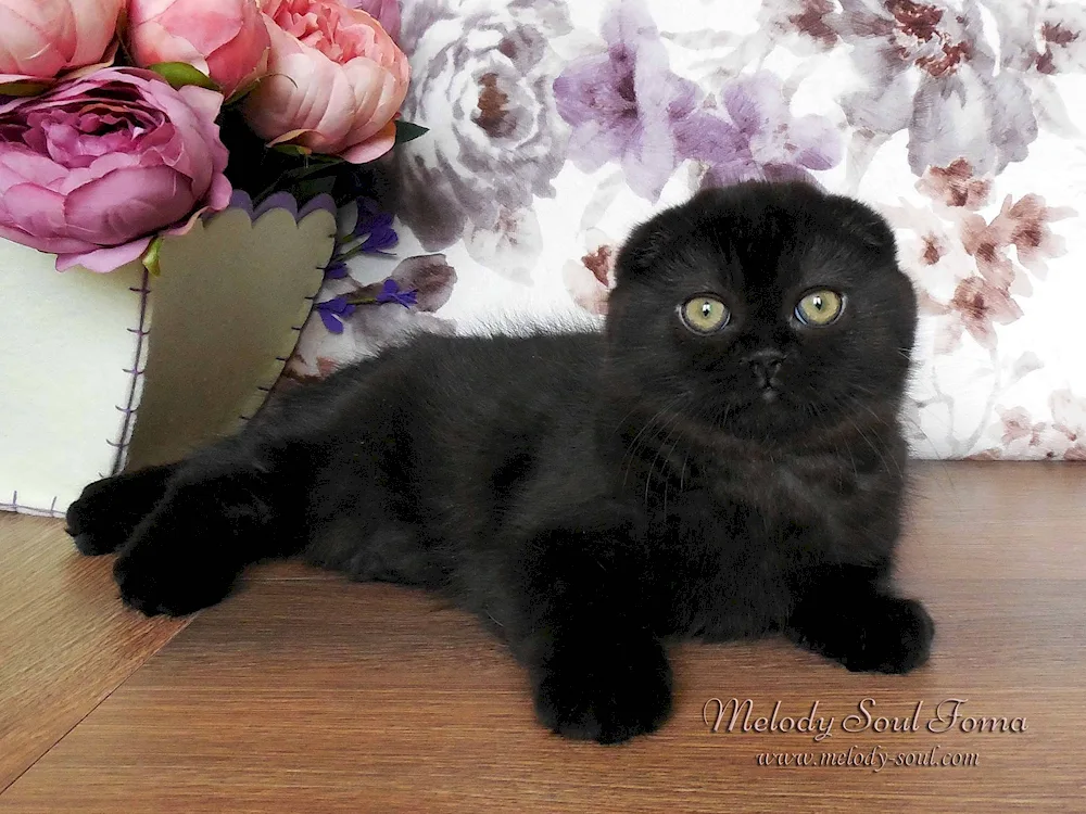 Scottish Fold black