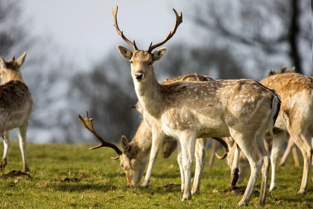 Scotland red deer