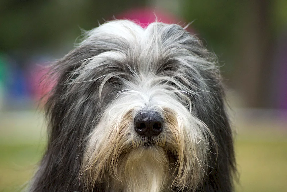 Scottish Bearded Collie