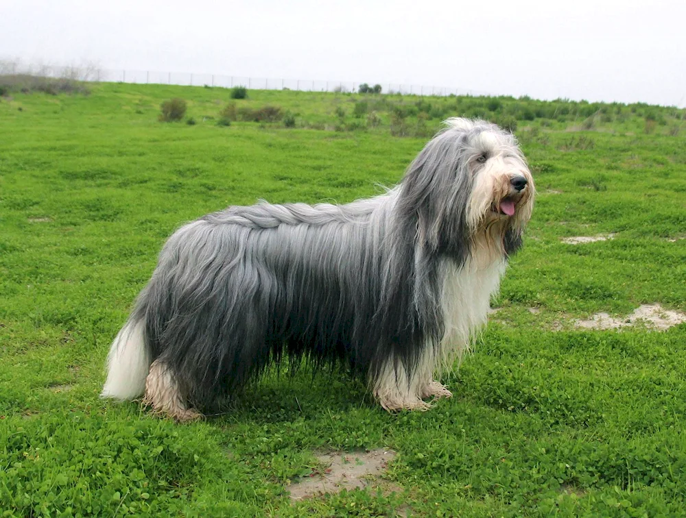 Scottish bearded cat Collie