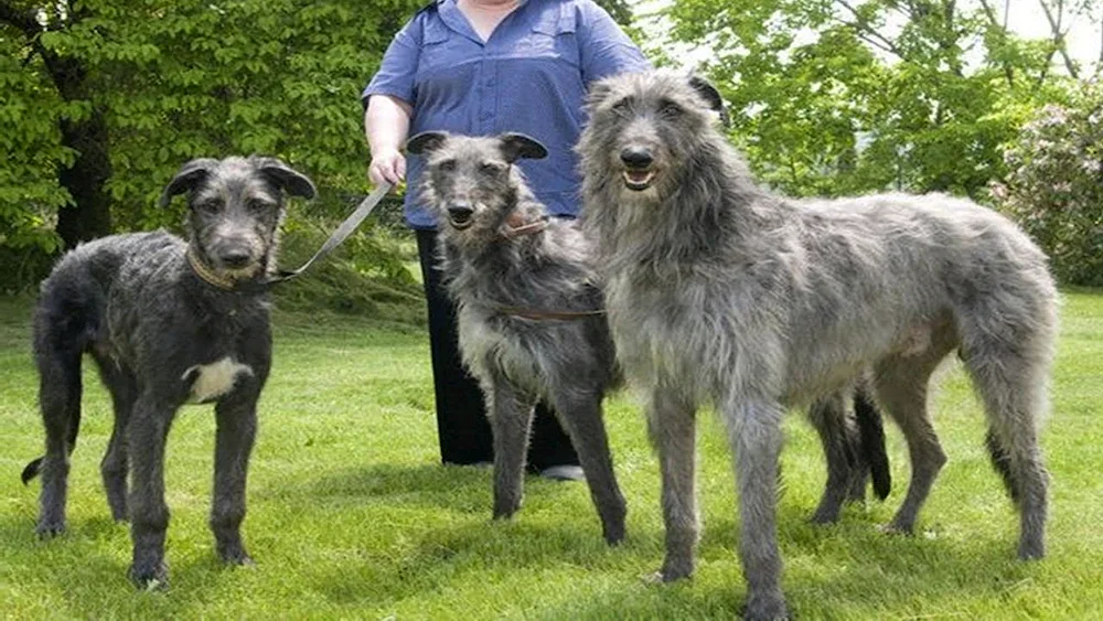 Irish Wolfhound