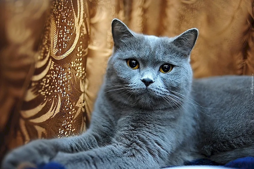 Scottish lop cat angry