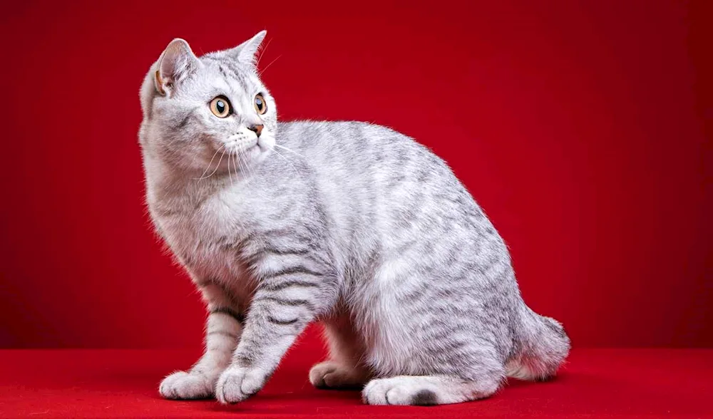 Scottish lop cat black and white